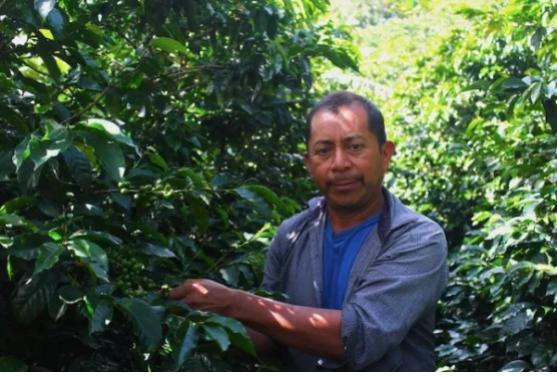 COE#7 (Traditional Varieties) Honduras / Los Cipreses IHCAFE90
