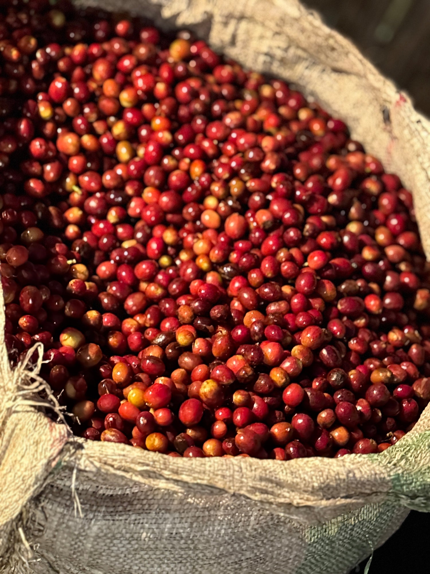 Coffee beans