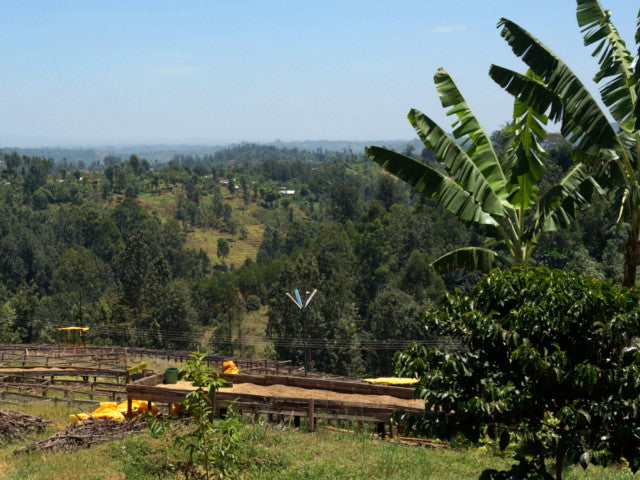 Kenya / Kianyangi AA 150g