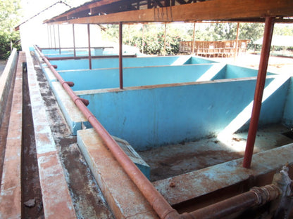 Kenya / Kianyangi AA 150g