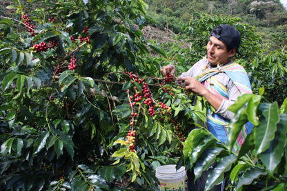 Peru / Juan Jose Huillca Singuna Geisha 100g
