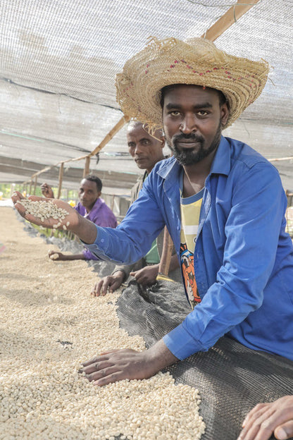 Ethiopia / Mulish mixed Heirloom 150g
